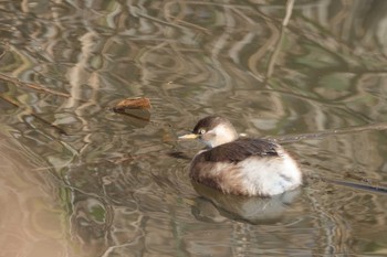 2020年12月6日(日) 多々良沼の野鳥観察記録