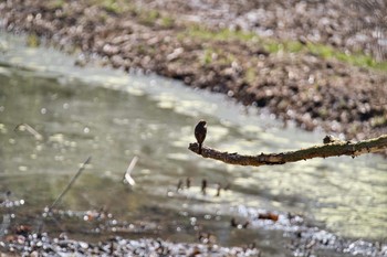 2021年2月20日(土) 北本自然観察公園の野鳥観察記録