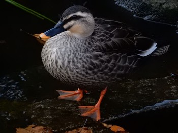 カルガモ 北の丸公園 2017年1月10日(火)