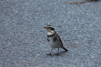 2021年2月21日(日) 早戸川林道の野鳥観察記録