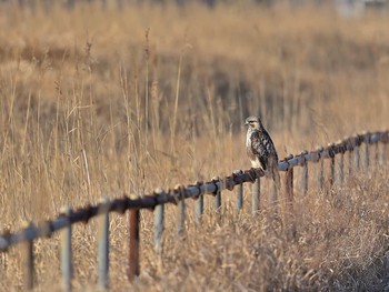 Eastern Buzzard 稲敷市甘田干拓 Sun, 2/21/2021