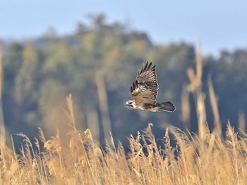 Eastern Buzzard 稲敷市甘田干拓 Sun, 2/21/2021