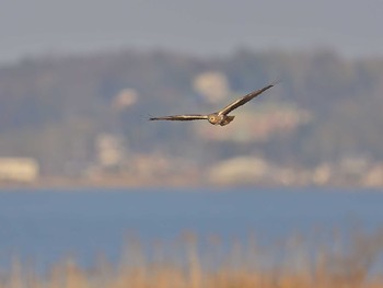 ハイイロチュウヒ 浮島湿原 2021年2月21日(日)