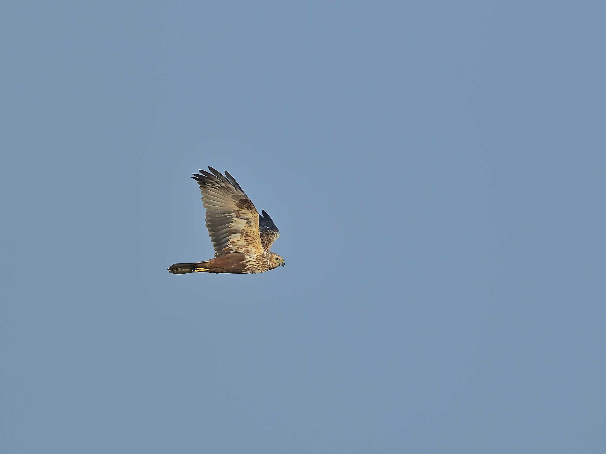 Photo of Hen Harrier at 浮島湿原 by birds@hide3