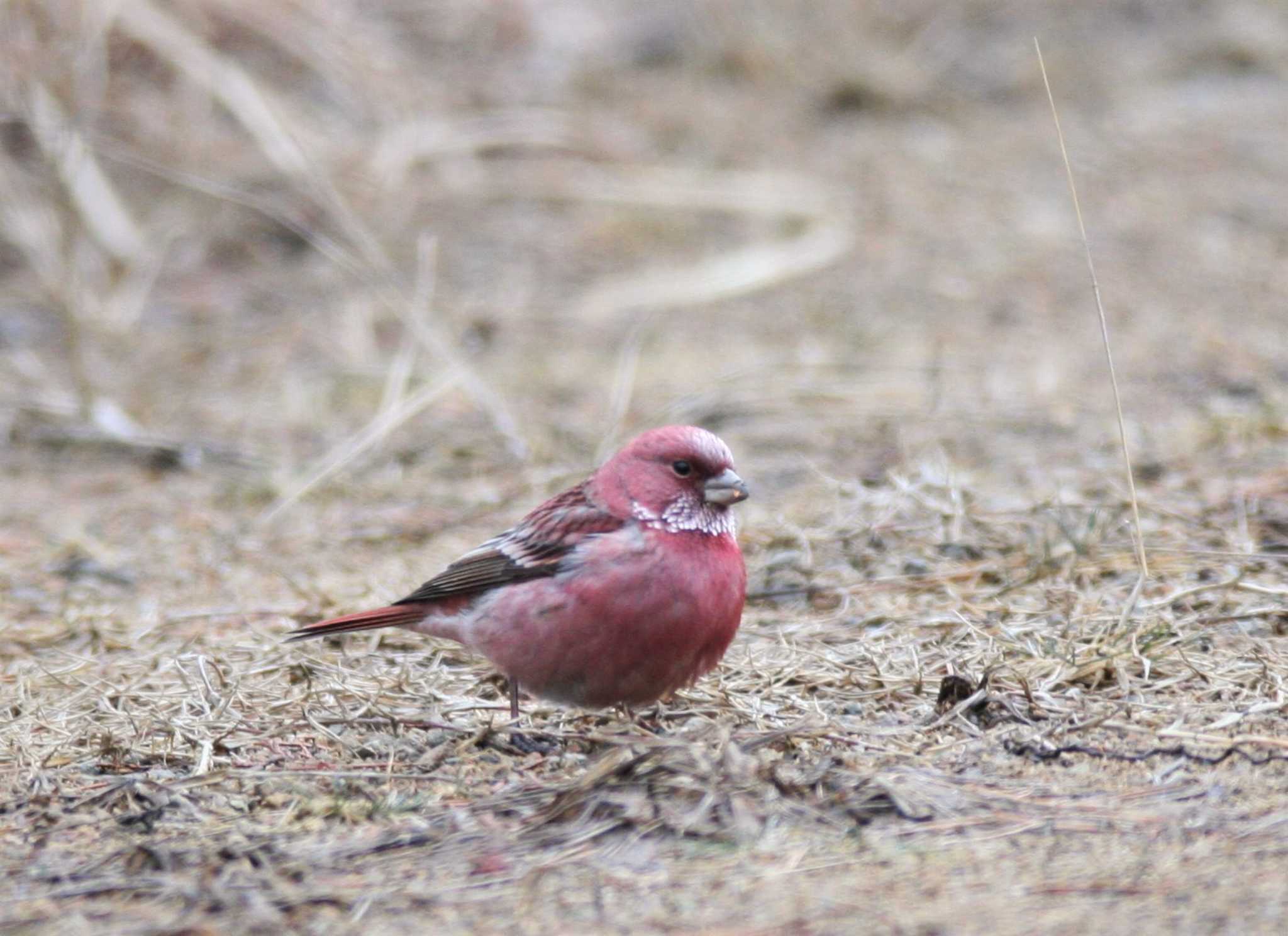 Photo of Pallas's Rosefinch at 紀伊山地 by 女装子ayako