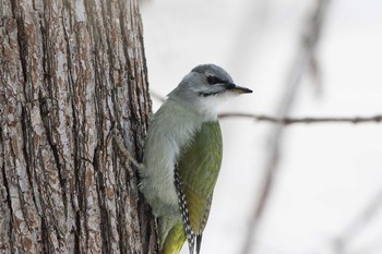 Grey-headed Woodpecker こまば木の広場 Wed, 1/4/2017