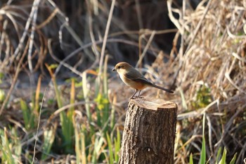 Bull-headed Shrike 平谷川 Sun, 2/21/2021