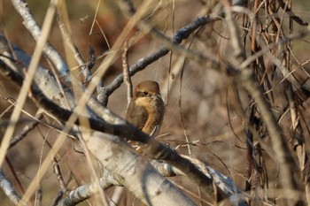 Bull-headed Shrike 平谷川 Sun, 2/21/2021