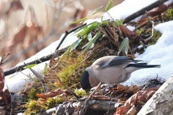 Eurasian Bullfinch Unknown Spots Sat, 2/20/2021