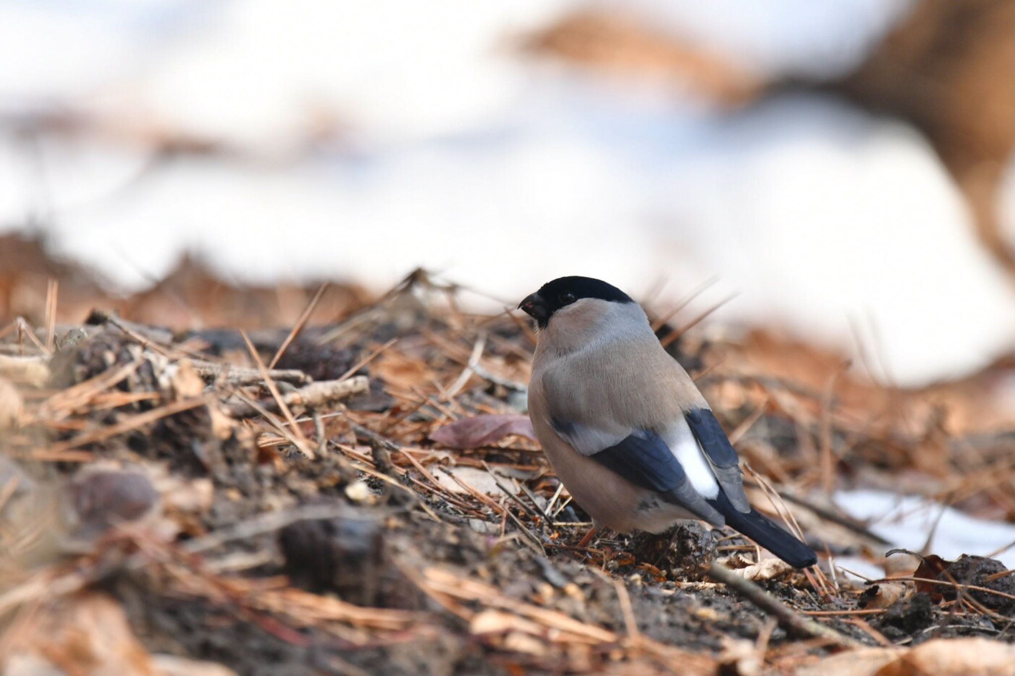 Photo of Eurasian Bullfinch at  by ヨウコ