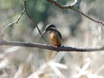 2021年2月21日(日) 21世紀の森と広場(千葉県松戸市)の野鳥観察記録