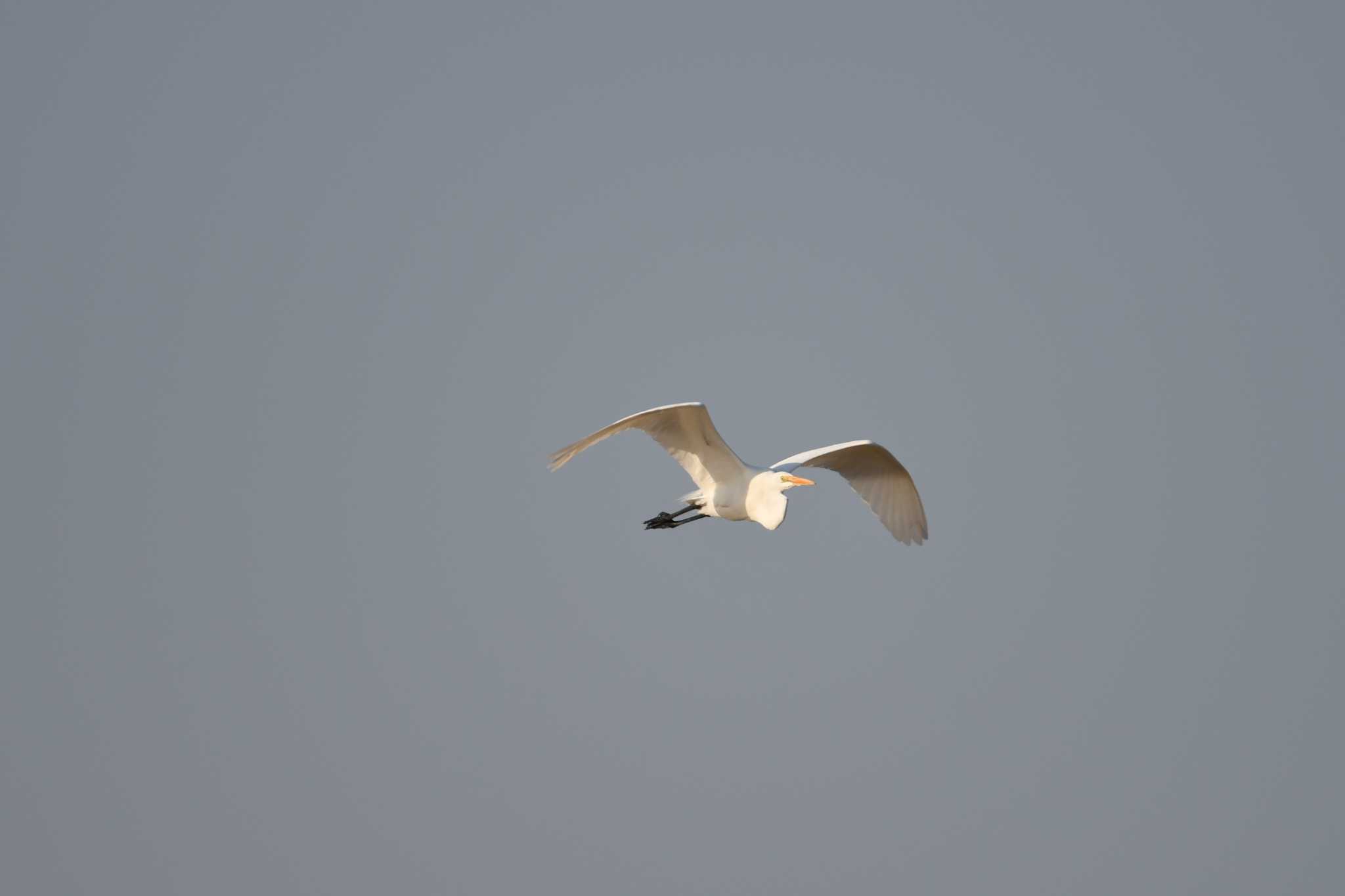 Great Egret