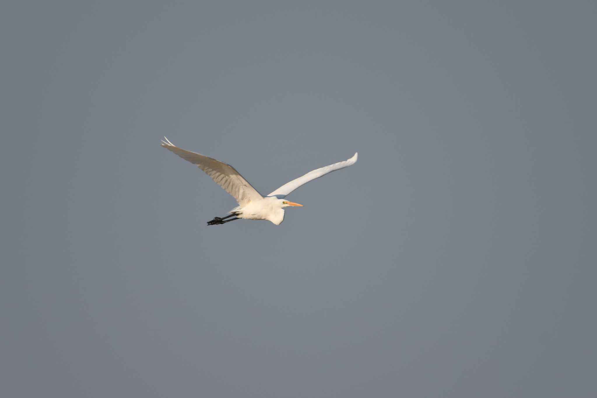 Great Egret