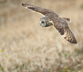 Short-eared Owl Watarase Yusuichi (Wetland) Fri, 1/13/2017