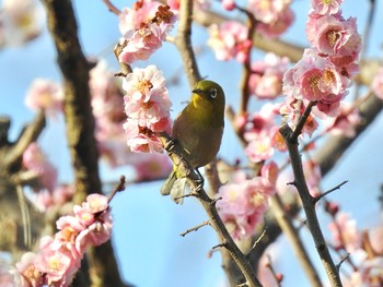 メジロ 平塚市総合公園 2021年2月21日(日)