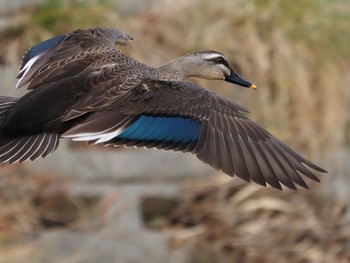 Eastern Spot-billed Duck 笊川 Sun, 2/21/2021