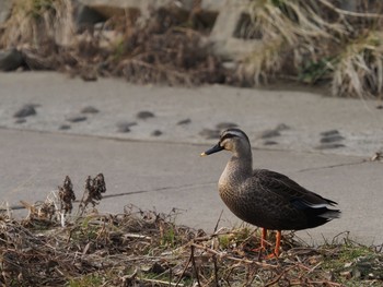 Eastern Spot-billed Duck 笊川 Sun, 2/21/2021