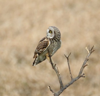 Short-eared Owl Watarase Yusuichi (Wetland) Fri, 1/13/2017