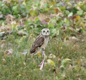 Short-eared Owl Watarase Yusuichi (Wetland) Fri, 1/13/2017