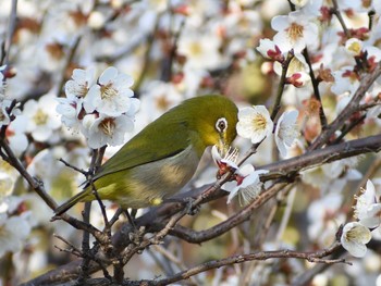 メジロ 春日井市 2021年2月20日(土)