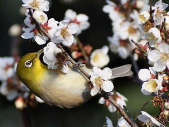 メジロ 春日井市 2021年2月20日(土)