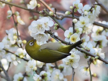 メジロ 春日井市 2021年2月20日(土)