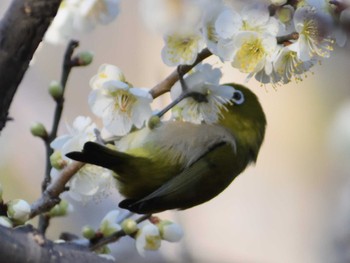 メジロ 春日井市 2021年2月20日(土)