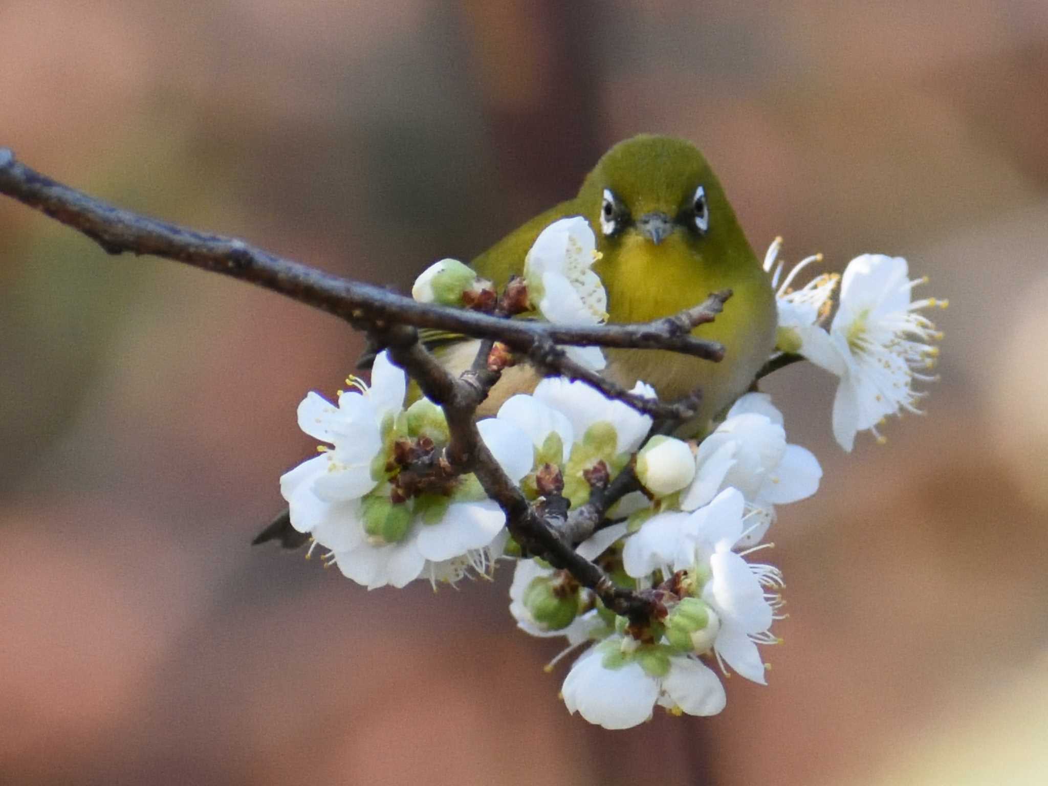 春日井市 メジロの写真 by よつくん