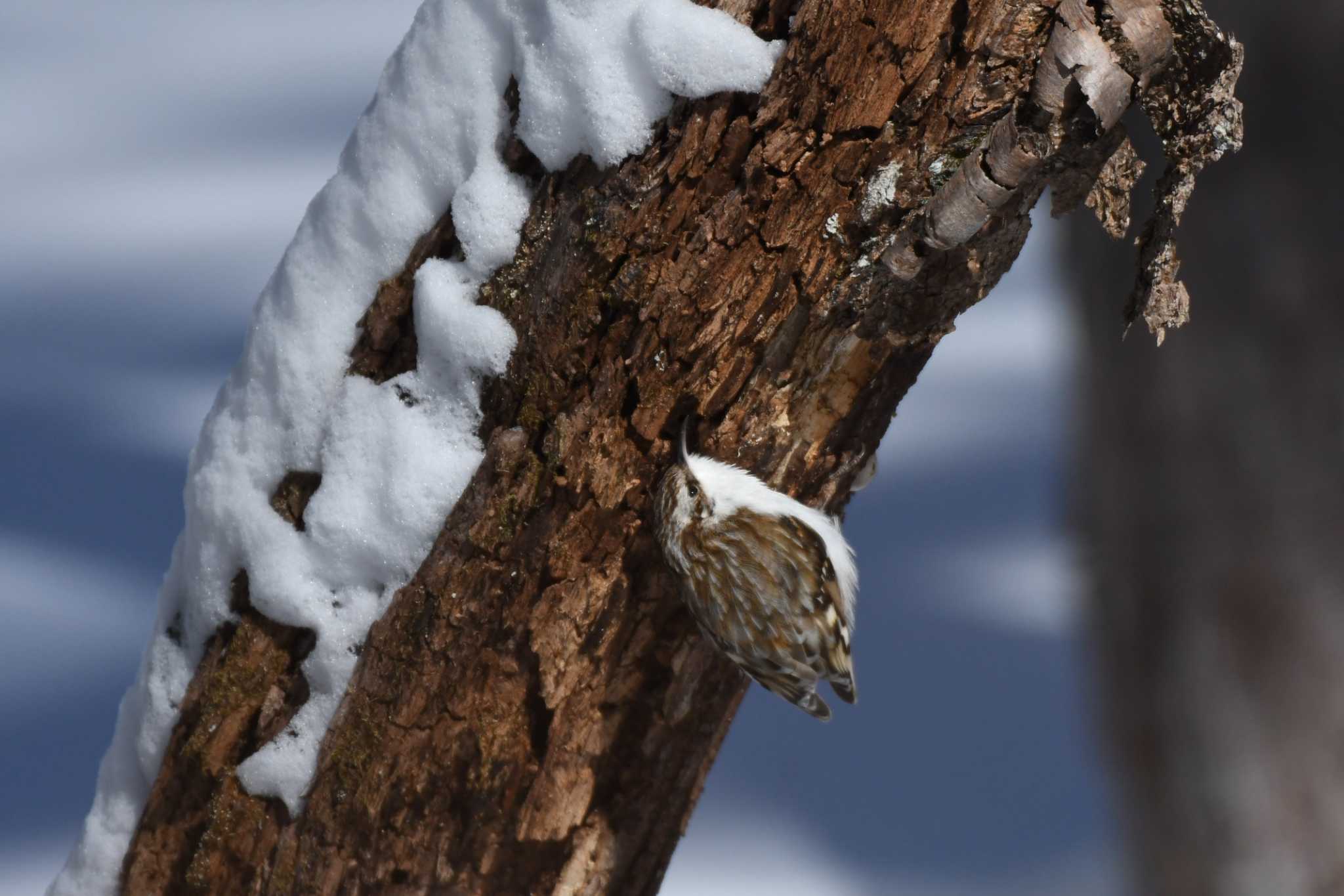 キバシリ