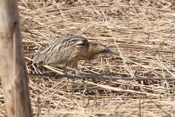 サンカノゴイ 静岡 2021年2月21日(日)