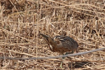 サンカノゴイ 静岡 2021年2月21日(日)