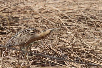 サンカノゴイ 静岡 2021年2月21日(日)