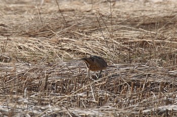 サンカノゴイ 静岡 2021年2月21日(日)