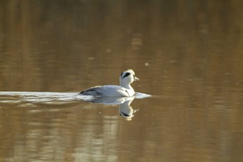 2021年2月21日(日) 新横浜公園の野鳥観察記録