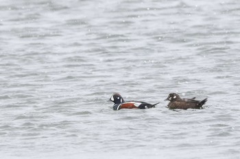 Harlequin Duck 網走川河口 Thu, 1/5/2017