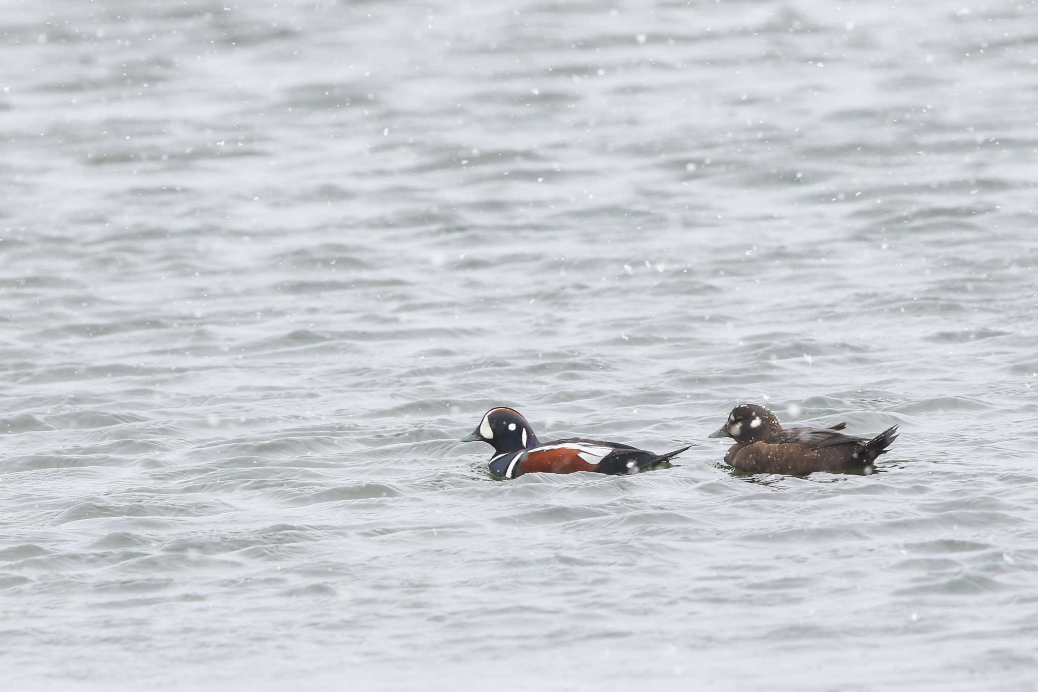 Photo of Harlequin Duck at 網走川河口 by Trio