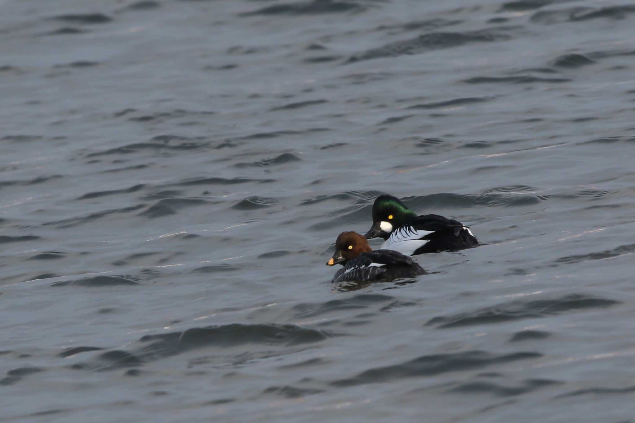 Photo of Common Goldeneye at 網走川河口 by Trio