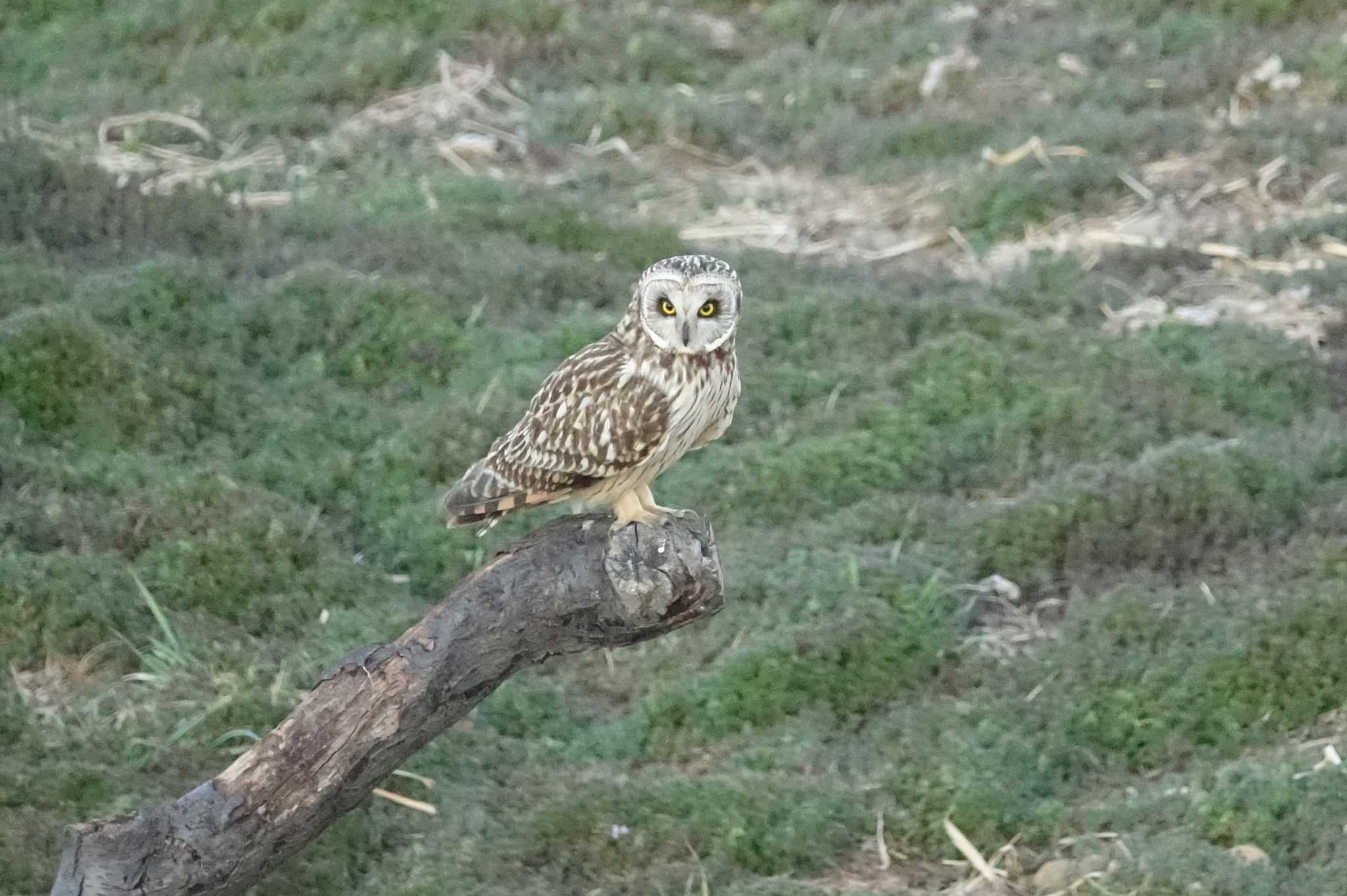 埼玉県熊谷市 コミミズクの写真 by アカウント4387