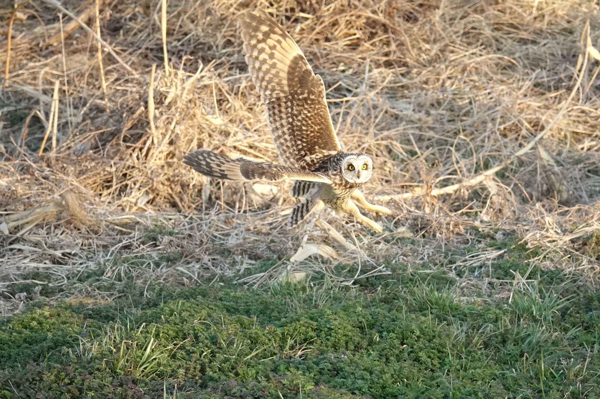 埼玉県熊谷市 コミミズクの写真 by アカウント4387