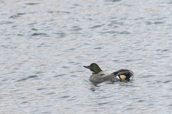 ヨシガモ 網走川河口 2017年1月5日(木)