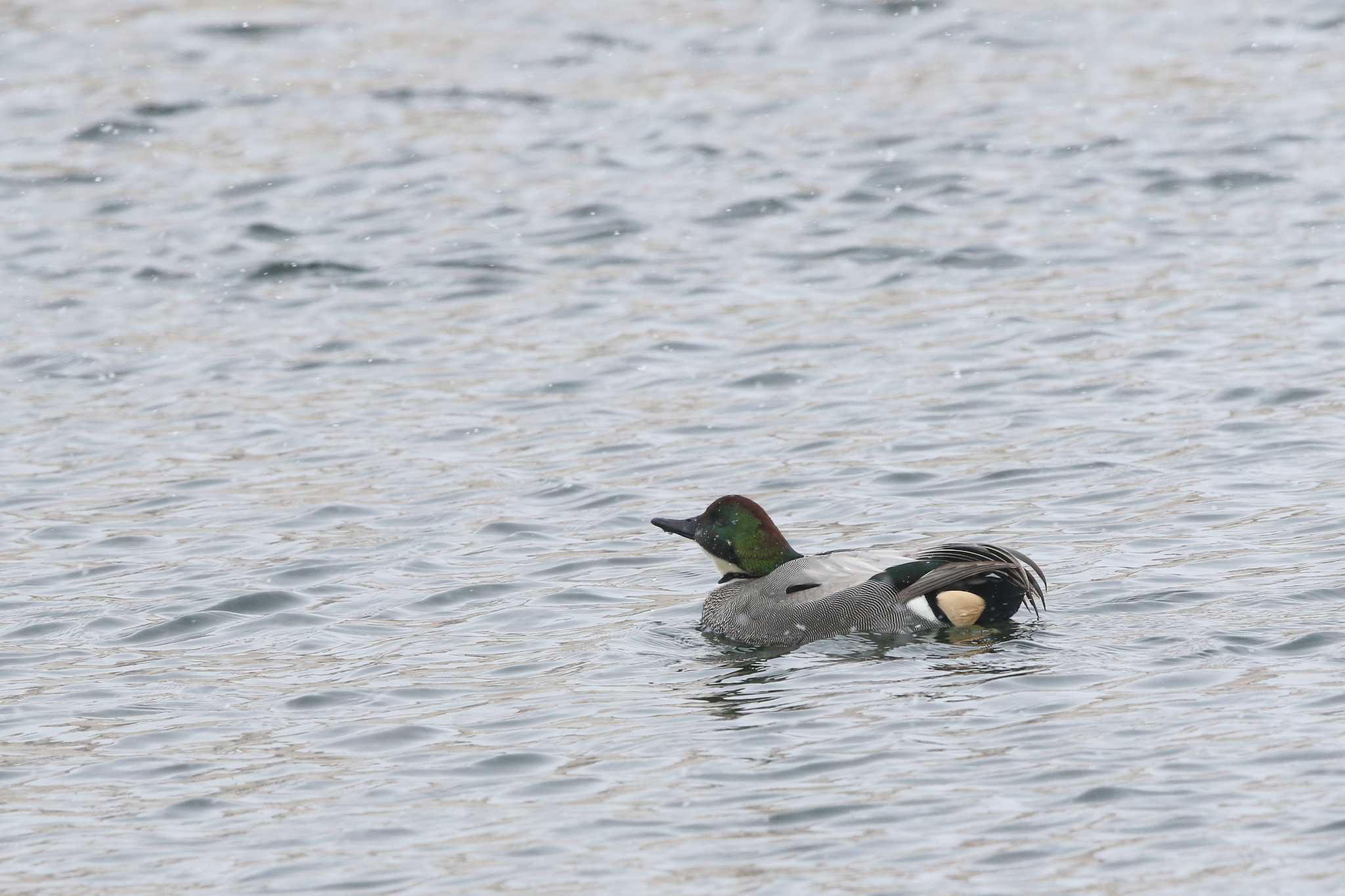 Photo of Falcated Duck at 網走川河口