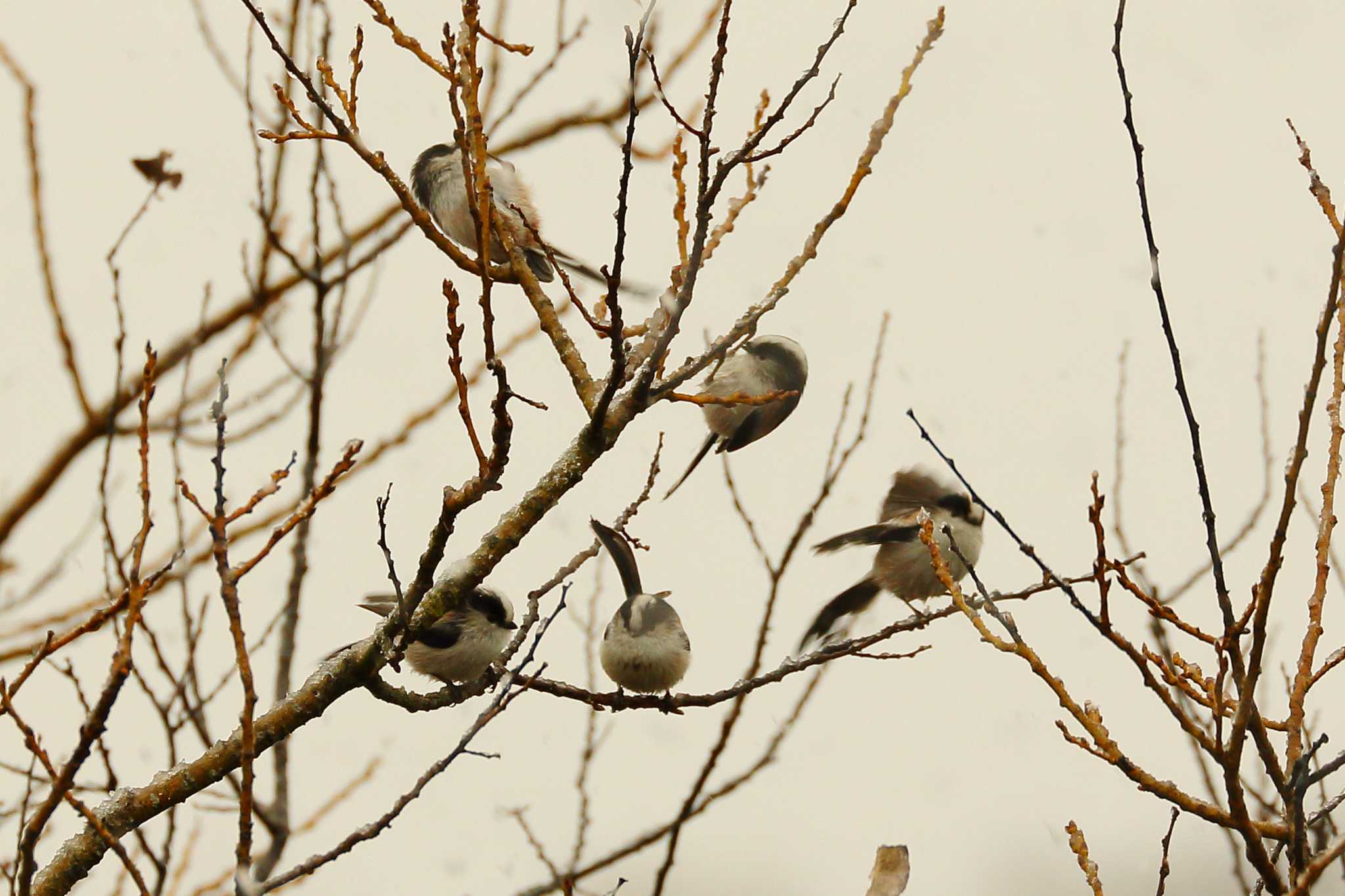 Photo of Long-tailed Tit at 