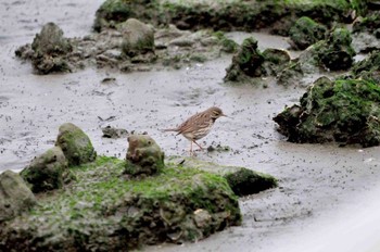 Water Pipit 多摩川河口 Sun, 2/26/2012