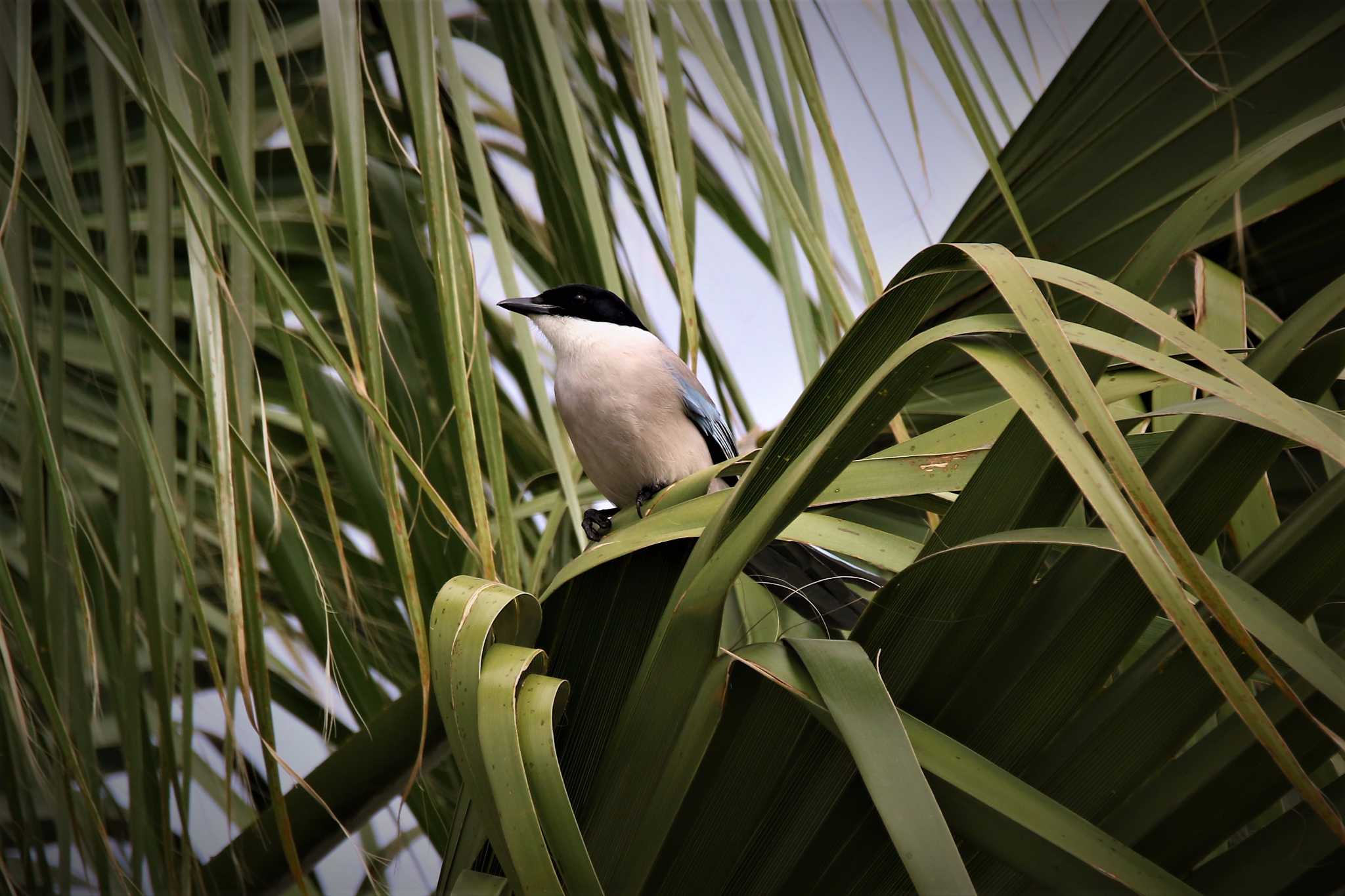 Photo of Azure-winged Magpie at 船橋競馬場