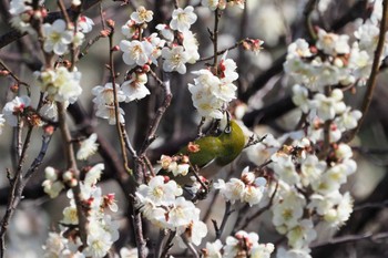 メジロ 嵯峨野 2021年2月21日(日)