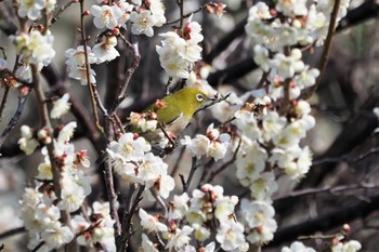 メジロ 嵯峨野 2021年2月21日(日)