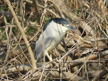 Sun, 2/21/2021 Birding report at 田原本（奈良）