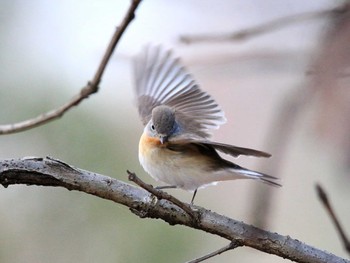 Mon, 12/12/2016 Birding report at Musashino Park