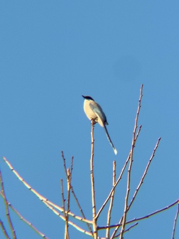 2021年2月22日(月) 氷川神社の野鳥観察記録