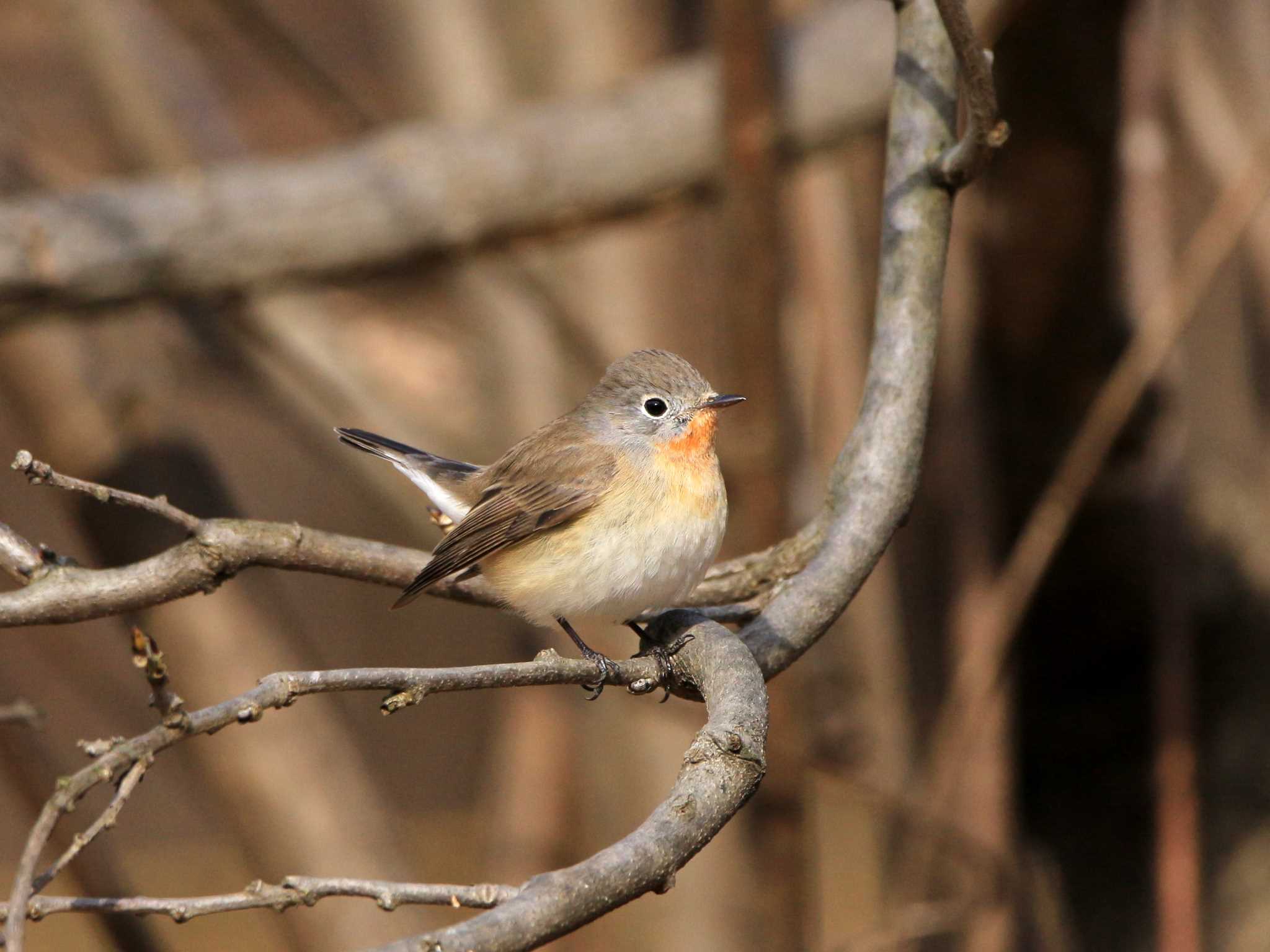 武蔵野公園 ニシオジロビタキの写真